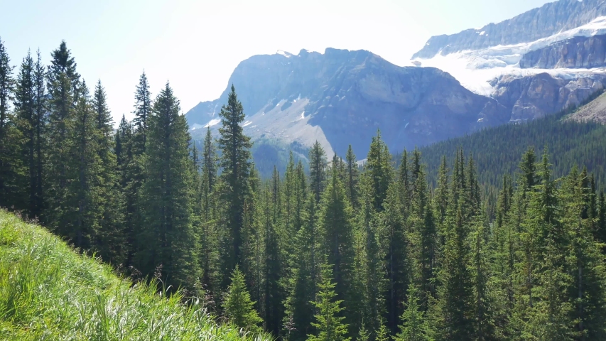 panning view of pine tree forest view with beautiful mountain range and clear blue sky in summer holiday with giant gracier in banff national park,Alberta,Canada