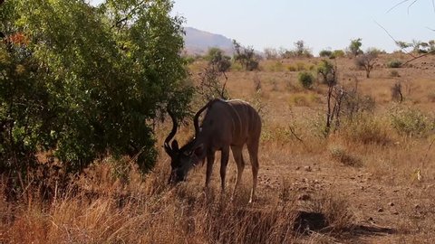Kudu grazing in the winter bush veld