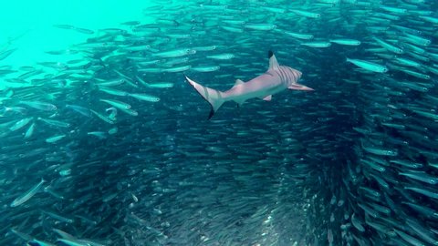 blacktip reef shark hunting in a swarm of sardines
