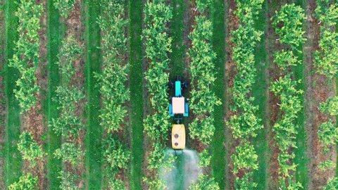 Farming tractor spraying on apple garden with sprayer, herbicides and pesticides. Spraying chemical insecticide or fertilizers to blooming apple trees, agricultural spring works. Aerial view, top view