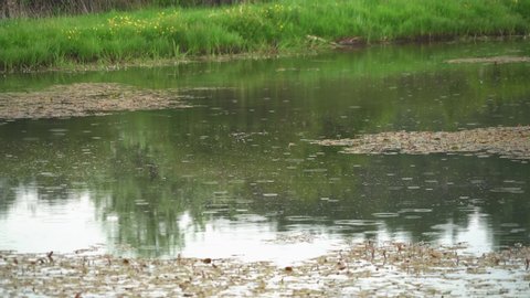 Raindrop rings on lake water surface. It's raining in the lake covered with dry leaves. Rings of raindrops on lake surface. Small wetland habitat. Pond puddle reflection in water. Swamp marsh plants
