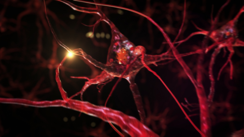 Animation of neuron cells with glowing links. Synapse. Journey through a colorful network of nerve cells with impulses passing by. Loopable. | Shutterstock HD Video #1044591799