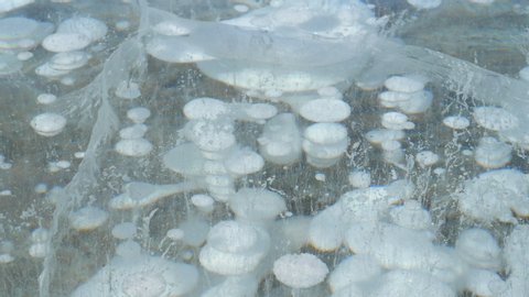 CLOSE UP: Methane bubbles freeze in the depths of Lake Abraham during a frigid winter. Large air bubbles are trapped under a thick layer of ice covering a massive lake in the scenic Canadian Rockies.