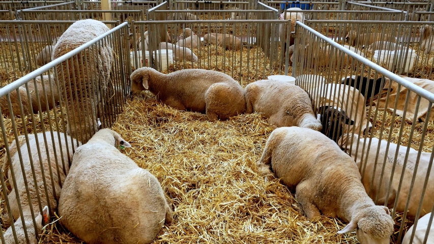Sheep rest calmly on straw in many pens in large barn. Handheld clip.