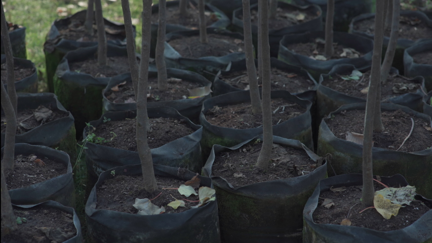 reforestation set of young trees trunks in pots Royalty-Free Stock Footage #1044592888