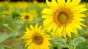 Nature Video scence of sunflowers in the field are lightly blown with sunflower background Flowering and leaves are turned towards the direction of the sun in agriculture and Nature concept