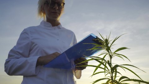 Scientist observing CBD hemp plants on marijuana field and taking notes
