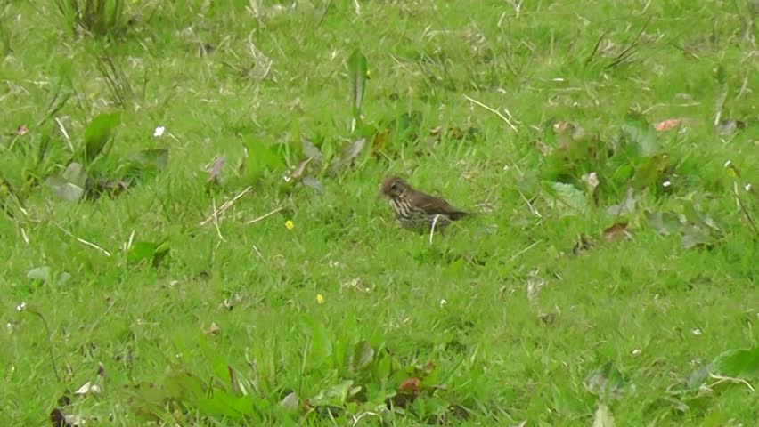 A Mistle Thrush picks up a worm, runs across the grass and feeds the fledgling