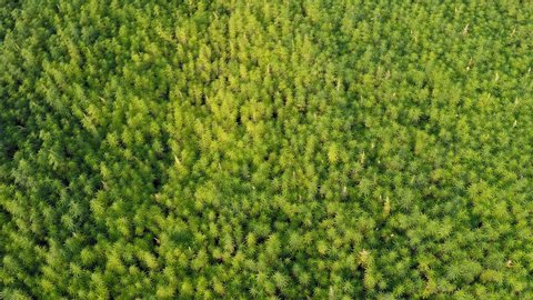 Aerial view of a drone diving in to beautiful CBD hemp field revealing horizon. Medicinal and recreational marijuana plants cultivation.
