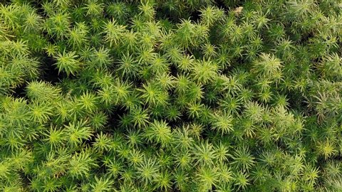 Medium wide aerial top view of a beautiful CBD hemp field. Medicinal and recreational marijuana plants cultivation.
