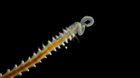 worm Polychaeta under microscope, Annelida class, family Spionidae, live in marine and fresh waters, both detritus and predators, they use two grooved probes to find prey similar to a long mustache