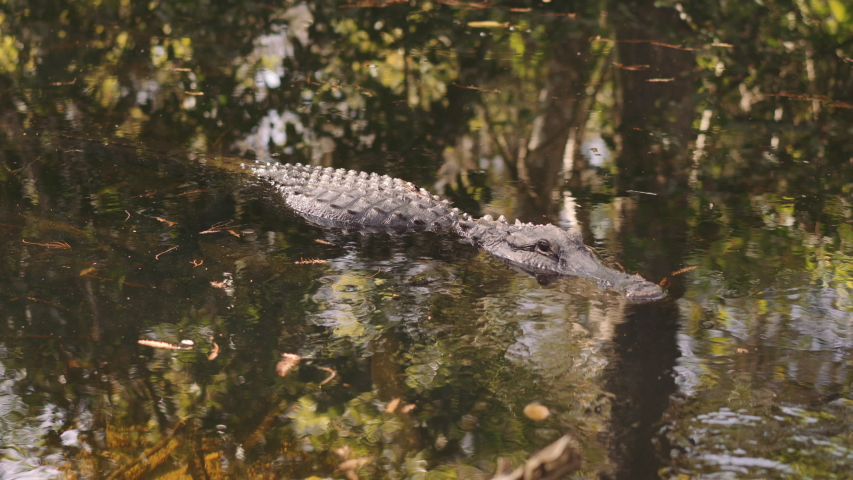 Alligator floating and swimming slowly in dark reflecting water of the Everglades in Florida, United States. A Dangerous Reptile.
