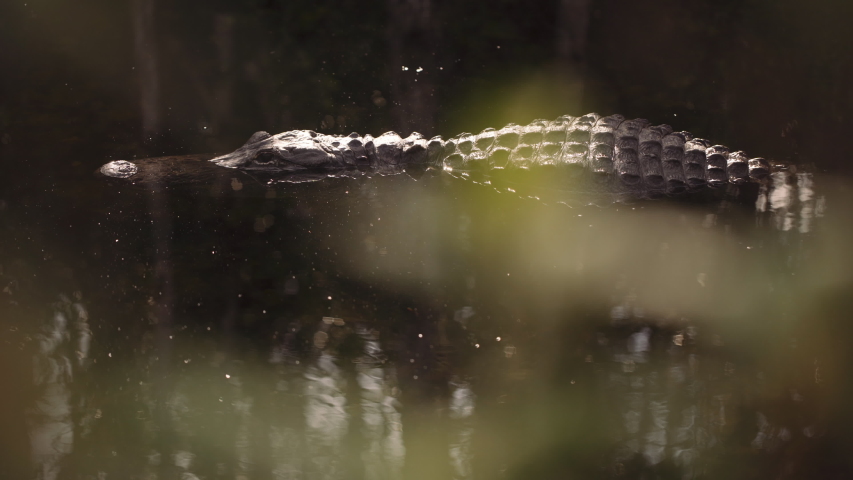 Alligator floating and swimming slowly in dark reflecting water of the Everglades in Florida, United States. A Dangerous Reptile.