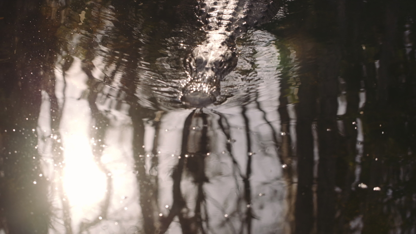 Alligator floating and swimming slowly in dark reflecting water of the Everglades in Florida, United States. A Dangerous Reptile.