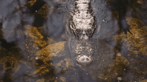 Alligator floating and swimming slowly in dark reflecting water of the Everglades in Florida, United States. A Dangerous Reptile.