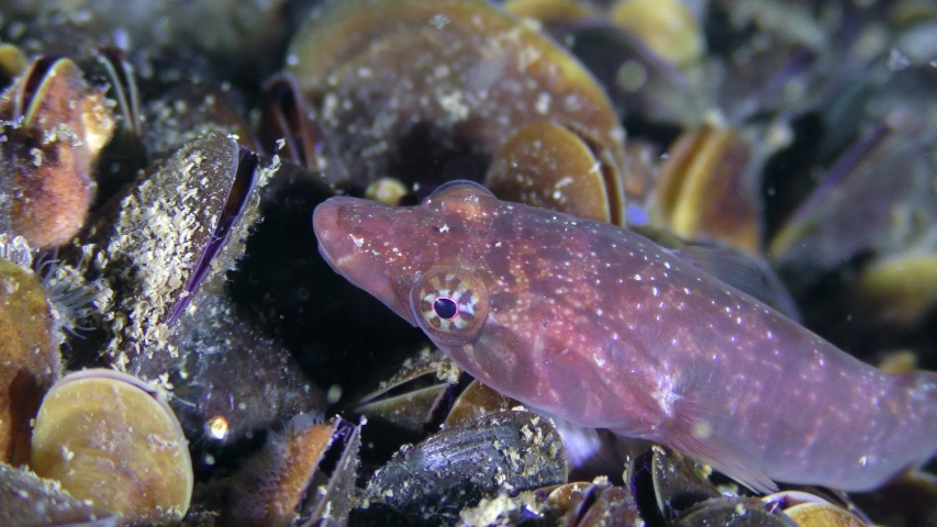 Funny fish Connemarra clingfish (Lepadogaster candolii) on a stone covered with mussels.