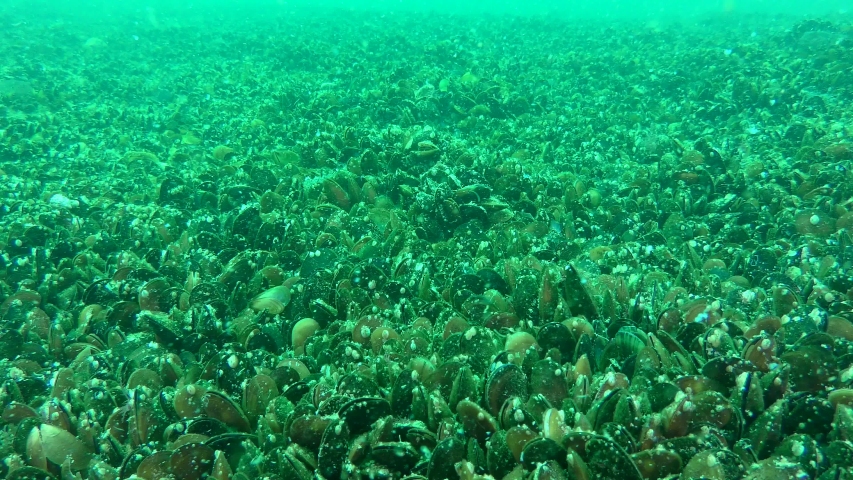 Bottom settlement of Mussel (Mytilus edulis) past which the current carries plankton, wide shot.