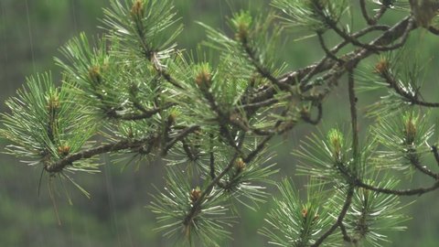 Rain on the pine tree branches. Dense woods forest jungle woodland. Conifers are cone-bearing seed plants. Gymnosperms. Woody plants most tree close up macro zoom blur rains wet rainy spring summer.