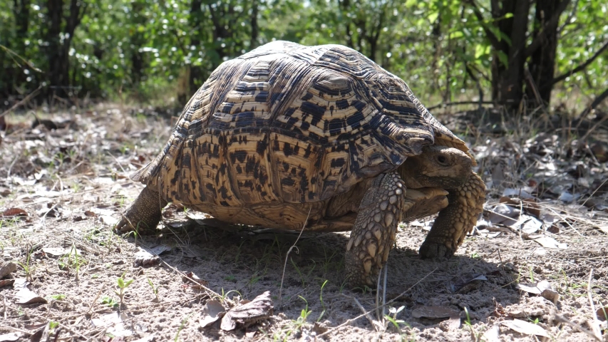 Leopard tortoise. Leopard tortoise