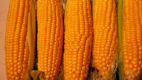 Ripe peeled yellow heads of corn on the table. Green peel visible below