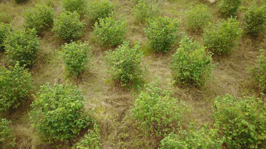 Cultivated area like nut fields on Ordu Hills, Turkey