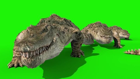 Group of Crocodiles Walks Green Screen 3D Rendering Animation