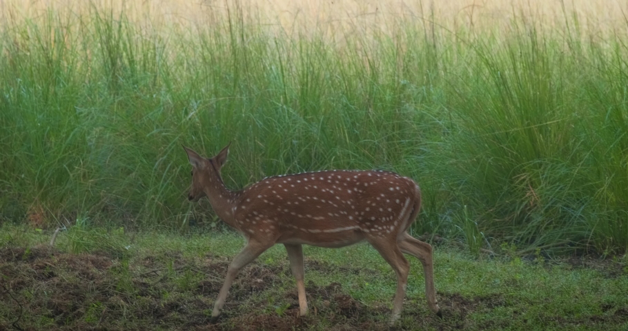Young female chital or spotted deer walking. Fresh green grass in the forest of Ranthambore National Park. Safari, ecology tourism, animal protection concept. Rajasthan, India