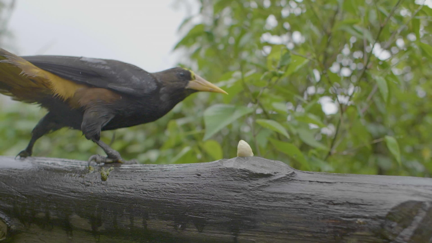 Black and Yellow Crested Oropendola is Standing on a Wooden Log Eating a Piece of Banana