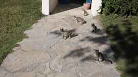 Group of cute small kittens outdoors. Real time full hd video footage.