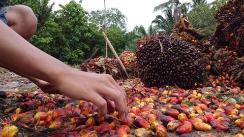 Fresh Oil Palm Fruits after harvesting in the field