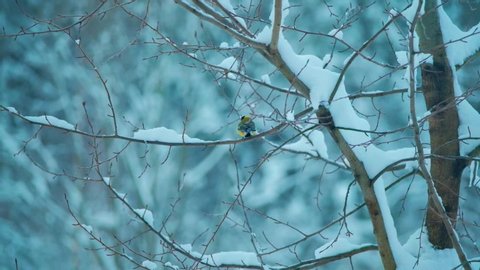 tit flutters on a branch covered with snow against a snowy forest. Slow motion footage at 5 times