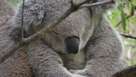 Koala peacefully sleeping in the trees, close up of Aussie symbol relaxing, famous Australian bear asleep