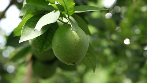 Green lemons on the tree. Lemons against the background of green leave