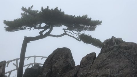 Pine tree. Landscape of Mount Huangshan (Yellow Mountains). UNESCO World Heritage Site. Located in Huangshan, Anhui, China.