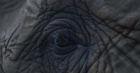 Extreme close up shot of the eye of an African elephant filmed in slow motion.