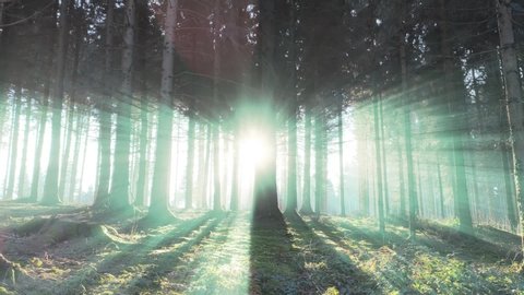 intense light rays in the forest