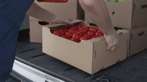Transportation of Food on Truck. Order of Foodstuff from Production Storage for Buy Closeup. Worker Carrying and Piling Boxes of Fresh Tomatoes. Concept of Transfer Company or Carriage on Lorry or Van