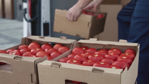 Transportation of Food on Truck. Shipment Order of Foodstuff from Industrial Warehouse for Sale. Worker Carries and Sorts Boxes of Tomato for Supplier. Concept of Transfer Company or Carriage on Lorry