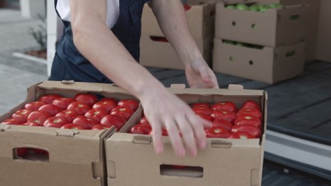 Transportation of Food on Truck or Delivering Order of Foodstuff from Industrial Factory for Buy. Worker Carrying and Sorting Boxes of Tomatoes. Concept of Transfer Company or Carriage on Lorry or Van