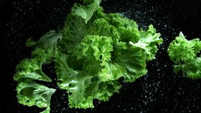 Super Slow Motion Shot of Rotating and Cutting Fresh Lettuce at 1000fps. - Powered by Shutterstock - Get 15% off with code: PIKWIZARD15