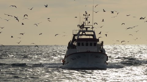 Fisher ship entering to port with seagulls flying around at sunset