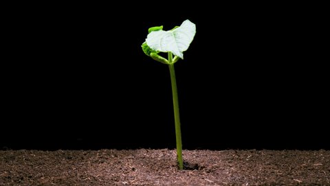 4K Time Lapse of growth bean sprout. Bean seed growing on black background. Time-lapse plant growth. Germination seeds sprouting springtime. Bean seedling breaking through soil and growing.