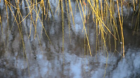 Willow branches without leaves hang over the water and wobble in the wind.