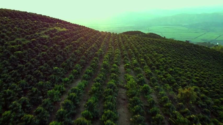 Coffee farm coffee plant colombian coffee aerial view coffee drone