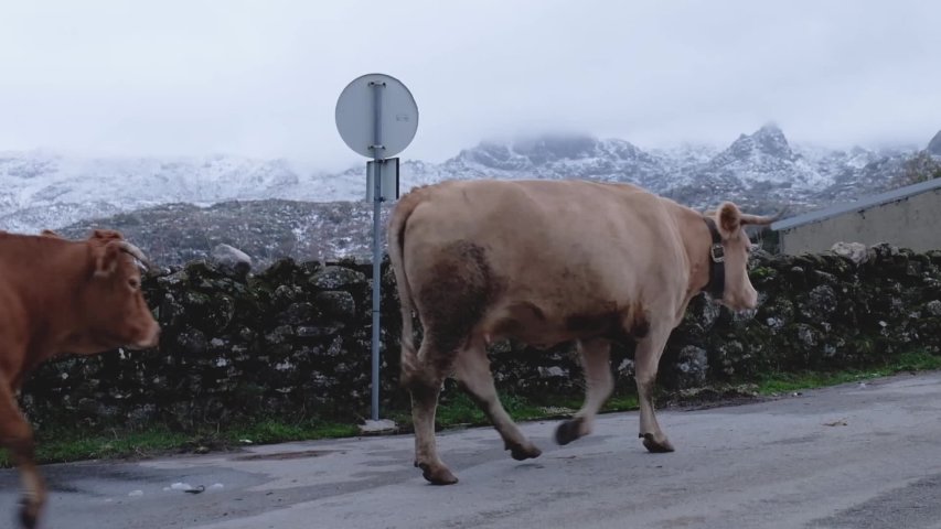 Cows returning to the stables