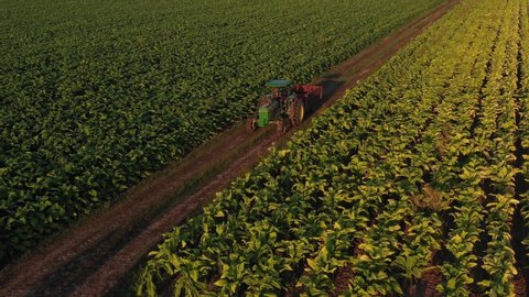 Santiago Ixcuintla, Nayarit / Mexico - May 20, 2019: Farming tractor workers on tobacco cultivation fields