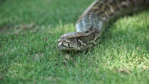 An extremely large boa constrictor slithering in the grass and flicking it's tongue as a man strokes its scales
