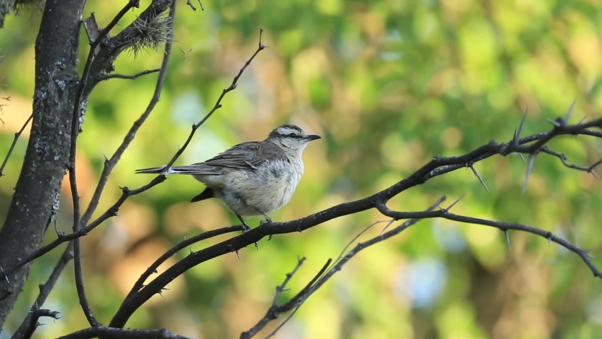 Chalk-browed Mockingbird grooming on a tree with green background