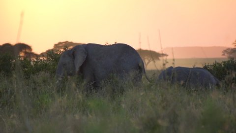 Elephant in Twilight Slow Motion. Animal Eating Foliage and Grass After Sunset, Natural Environment in Tanzania Africa National Park