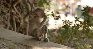 cute funny Little free wild grey monkey macaque eating something from hand, Bali, Indonesia, 4k, monkey lives free in park.